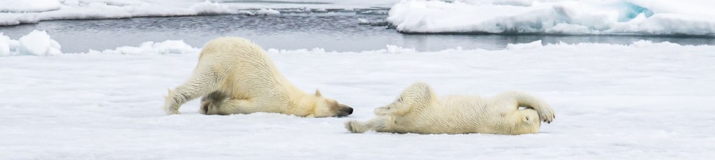 Two polar bears on ice in the arctic rolling around and being silly.