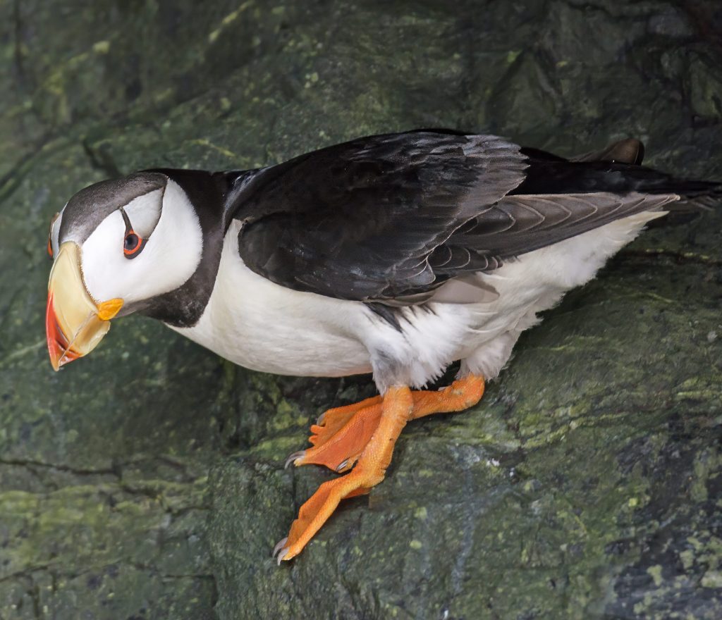 Puffin getting ready to dive